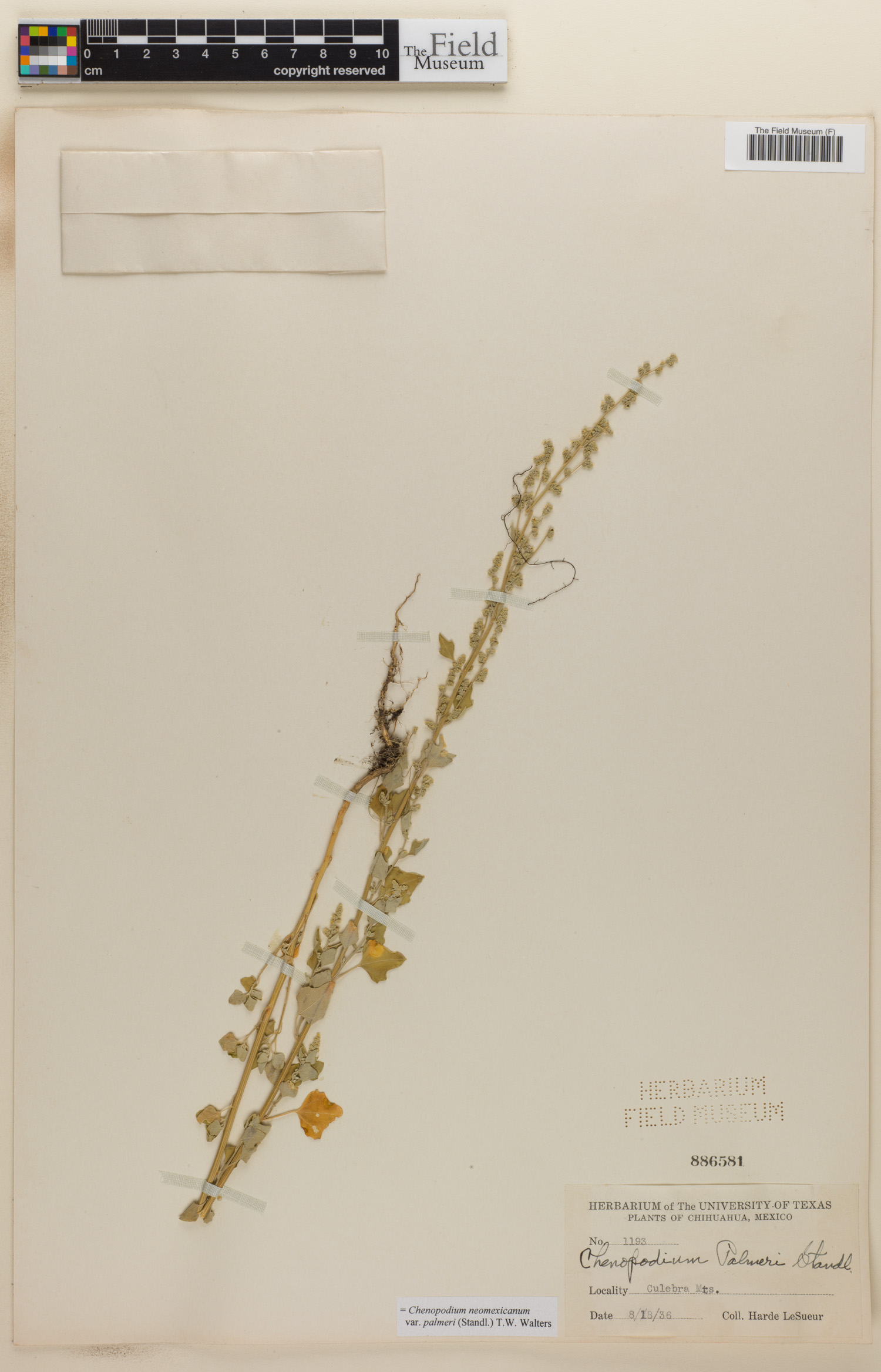Chenopodium neomexicanum var. palmeri image