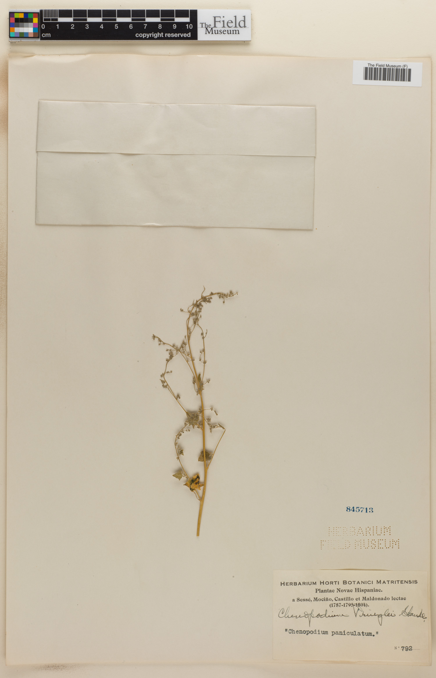 Chenopodium pringlei image