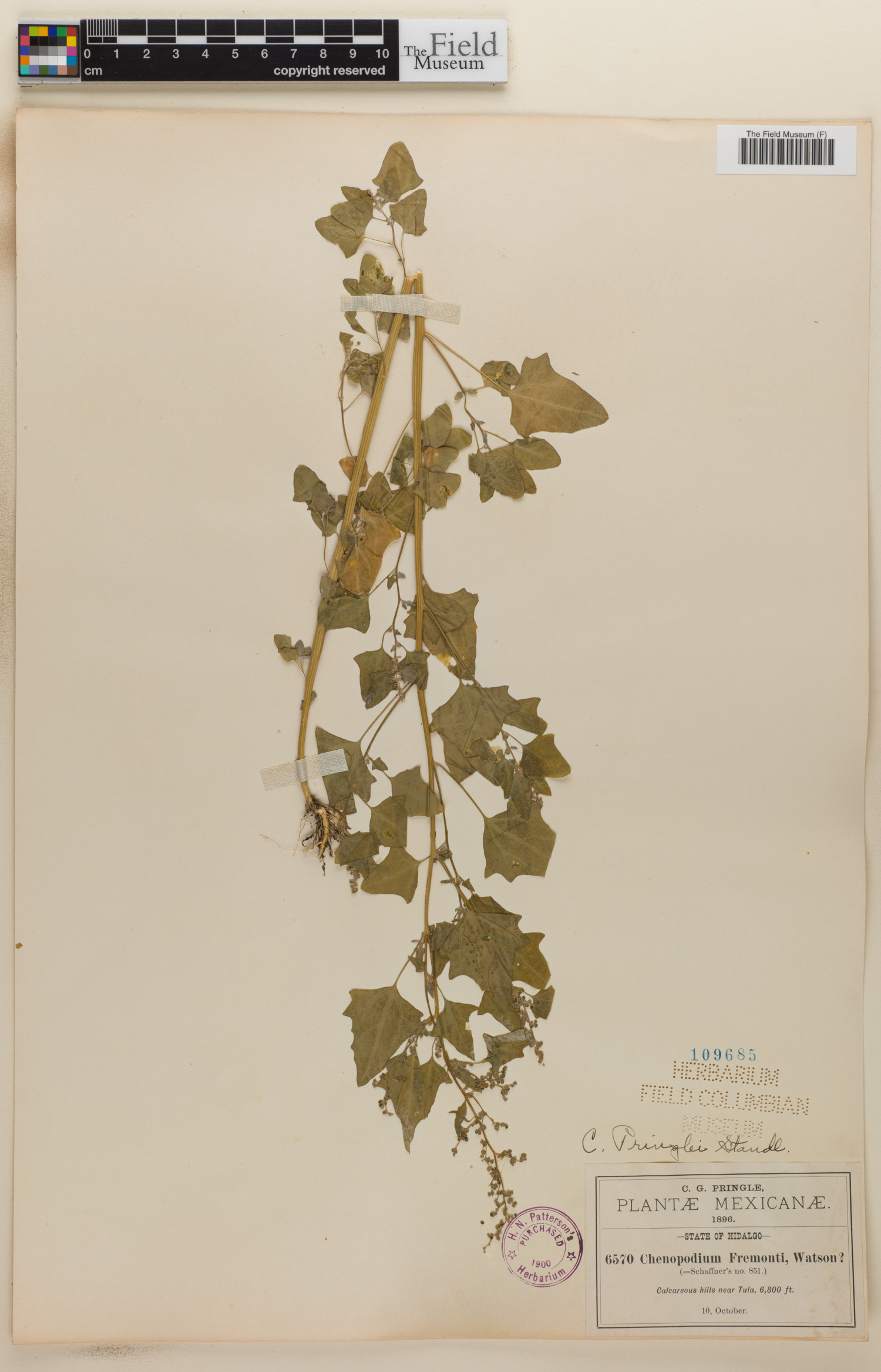 Chenopodium pringlei image