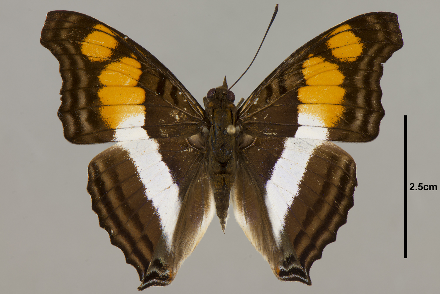 Doxocopa