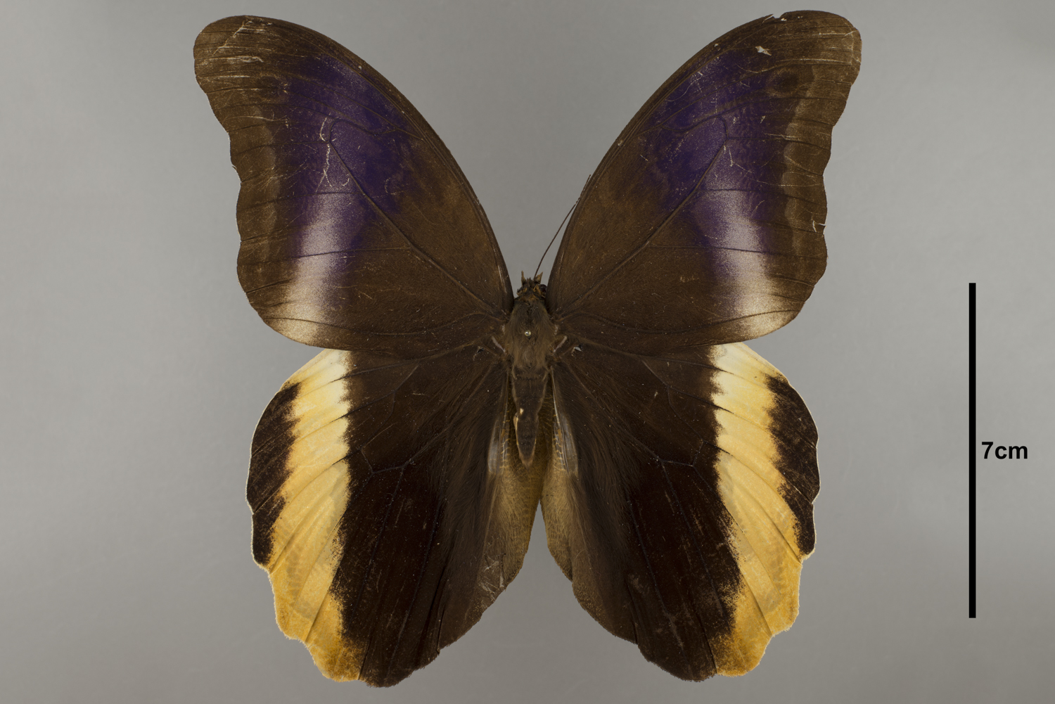 Caligo atreus