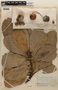 Mimusops coriacea image