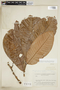 Ecclinusa lanceolata image