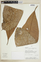 Ecclinusa lanceolata image