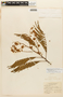 Senegalia loretensis image