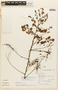 Senegalia loretensis image