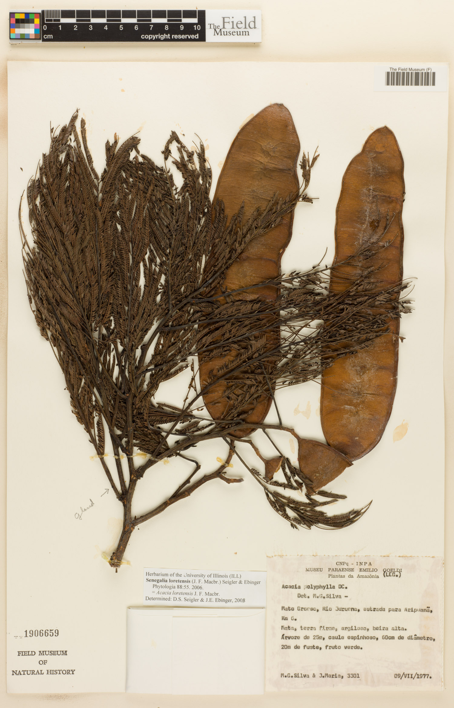 Senegalia loretensis image