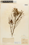 Senegalia polyphylla image