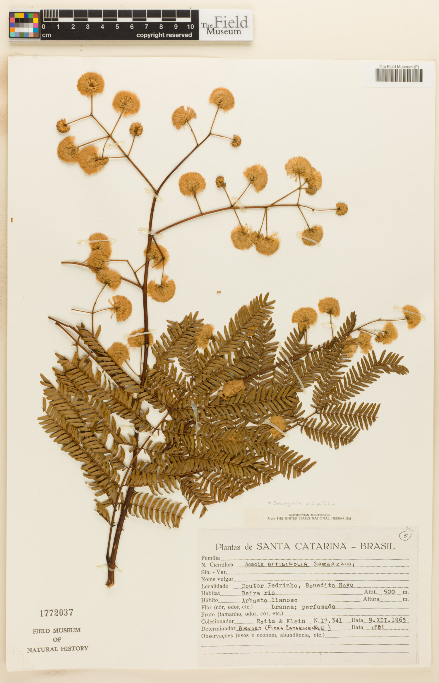 Senegalia nitidifolia image