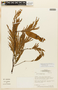 Senegalia polyphylla image