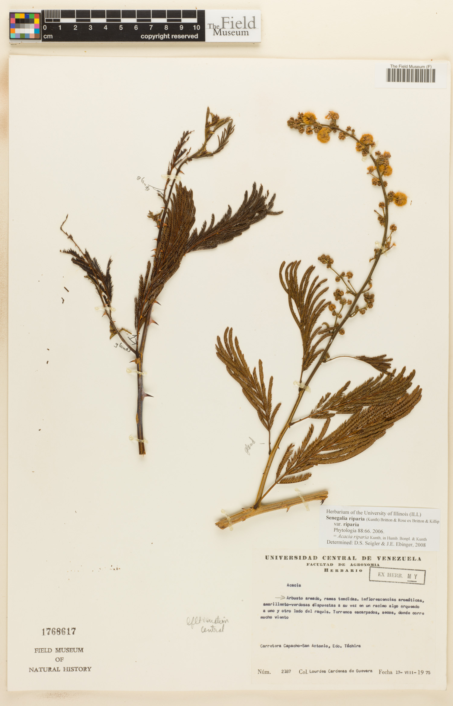 Senegalia riparia image