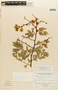 Senegalia tamarindifolia image