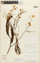 Senegalia tubulifera image