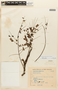 Stryphnodendron polyphyllum image