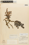 Stryphnodendron polyphyllum var. villosum image