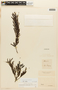 Stryphnodendron pulcherrimum image