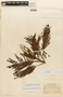 Stryphnodendron pulcherrimum image