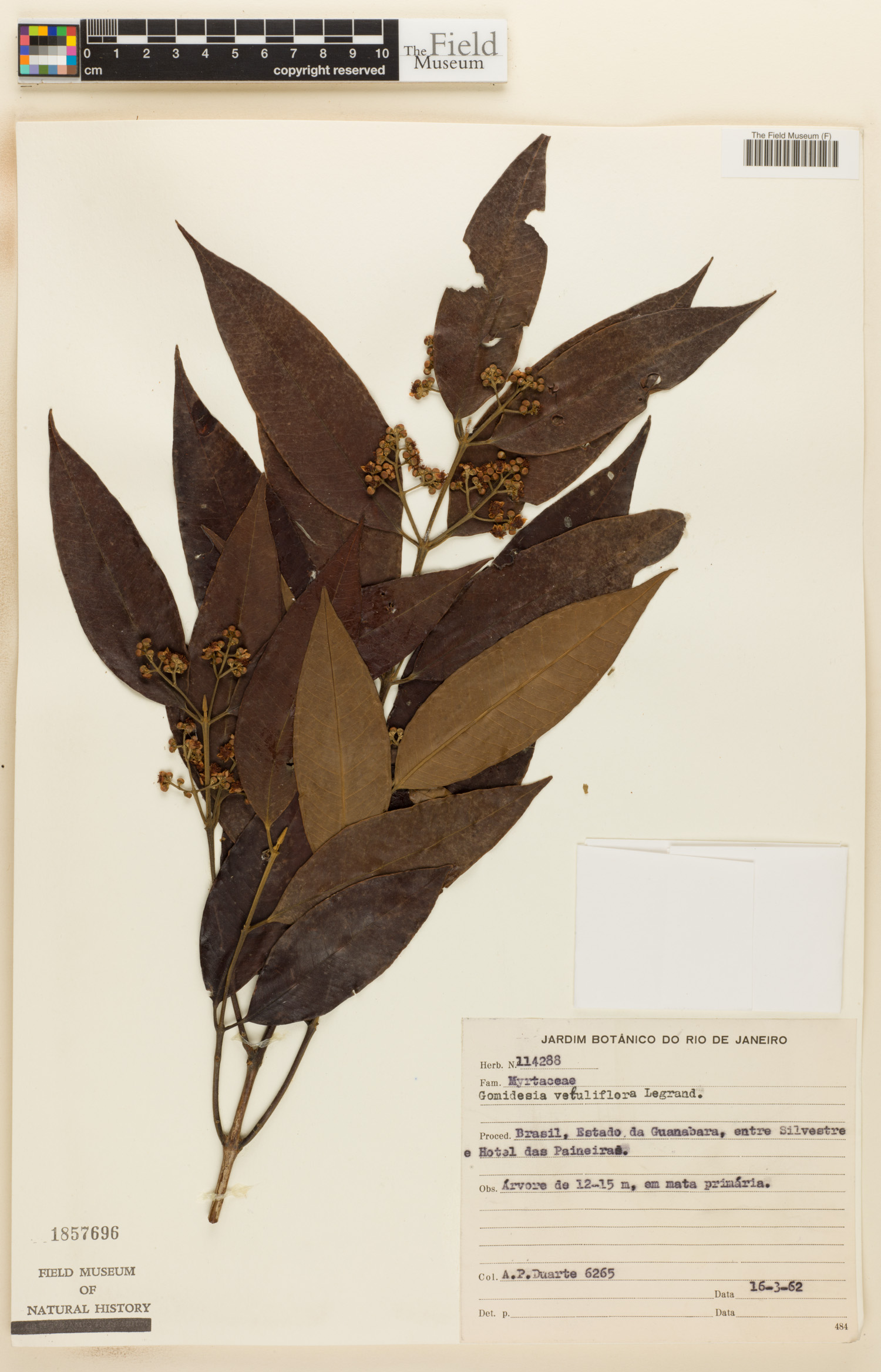 Gomidesia velutiflora image