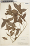 Chrysophyllum acreanum image