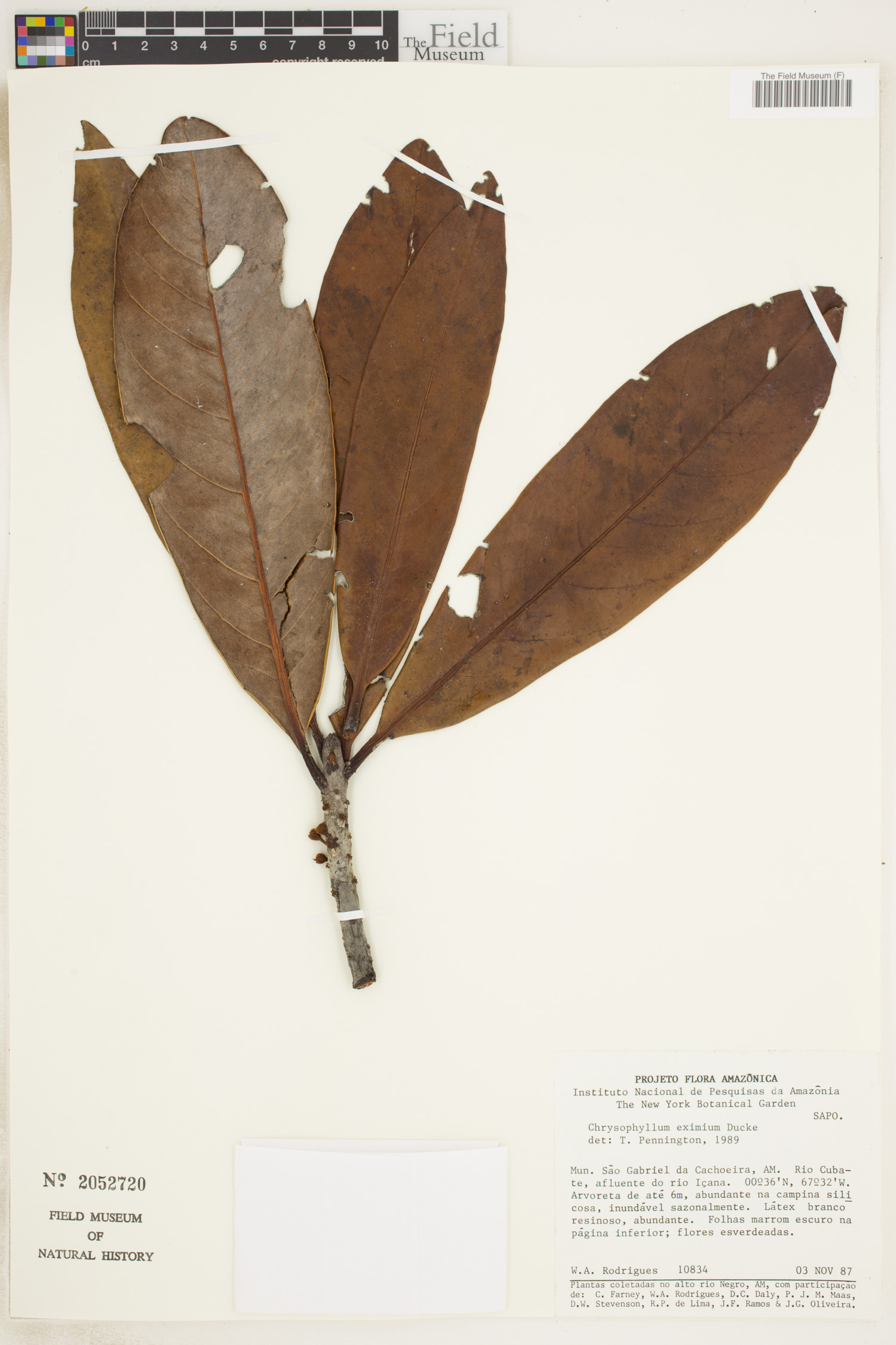 Chrysophyllum eximium image