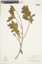 Chrysophyllum gonocarpum image