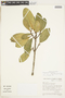 Chrysophyllum lucentifolium image