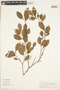 Chrysophyllum inornatum image