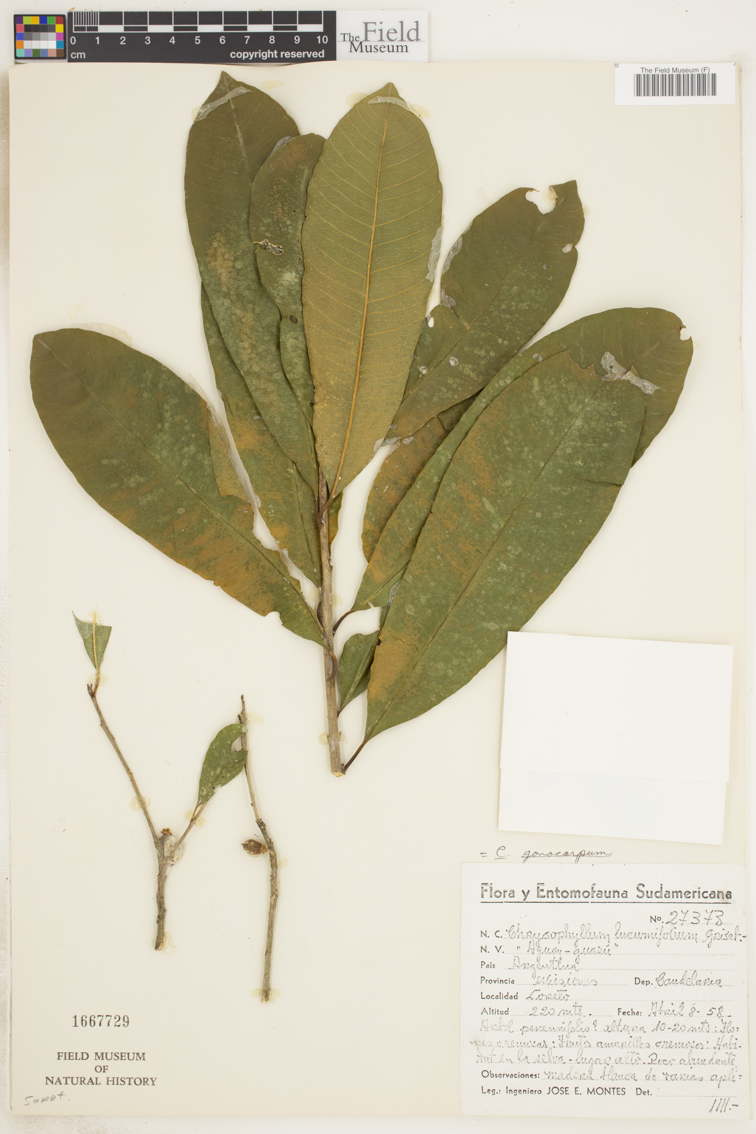 Chrysophyllum gonocarpum image