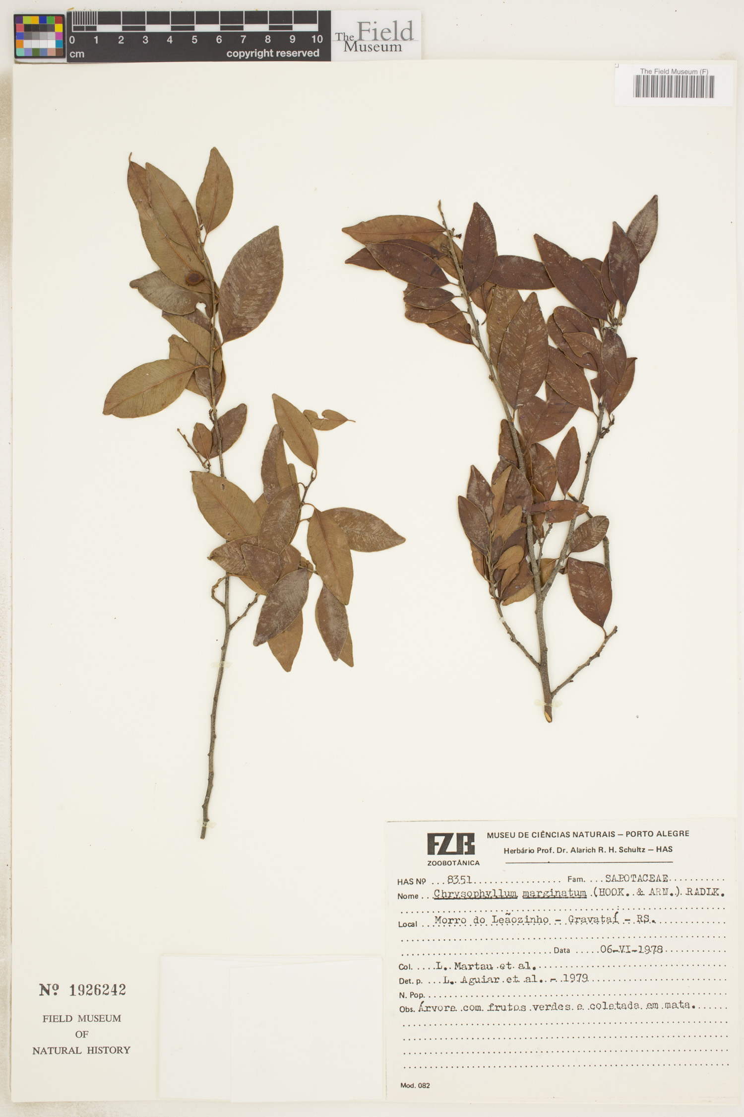Chrysophyllum marginatum image