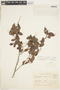Chrysophyllum marginatum image