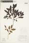 Chrysophyllum marginatum image