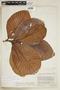 Chrysophyllum sanguinolentum image