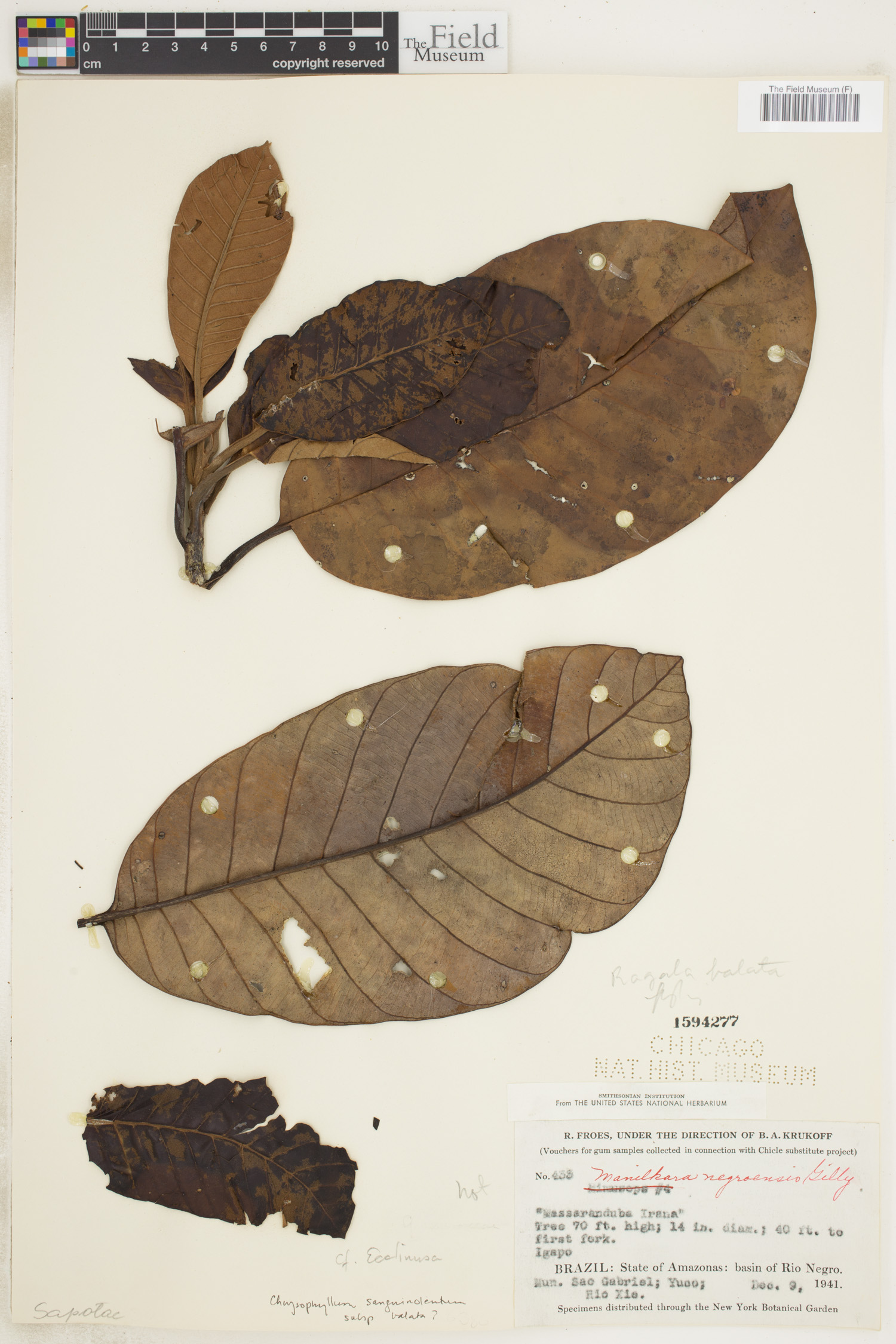 Chrysophyllum sanguinolentum image