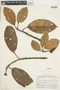 Chrysophyllum sanguinolentum image
