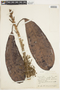 Chromolucuma rubriflora image