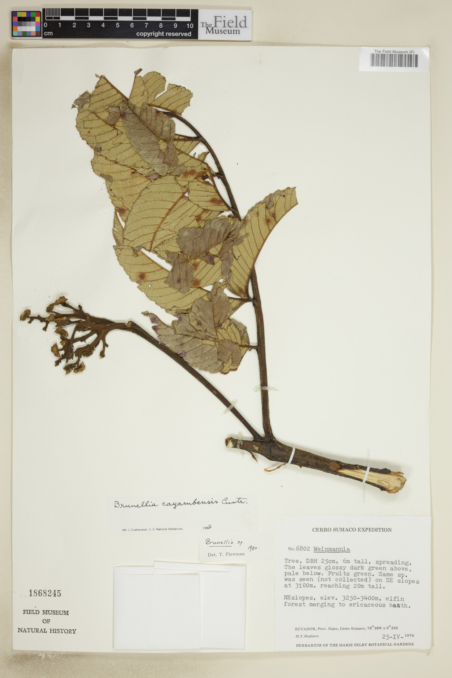 Brunellia cayambensis image