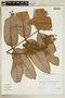 Brunellia coroicoana image