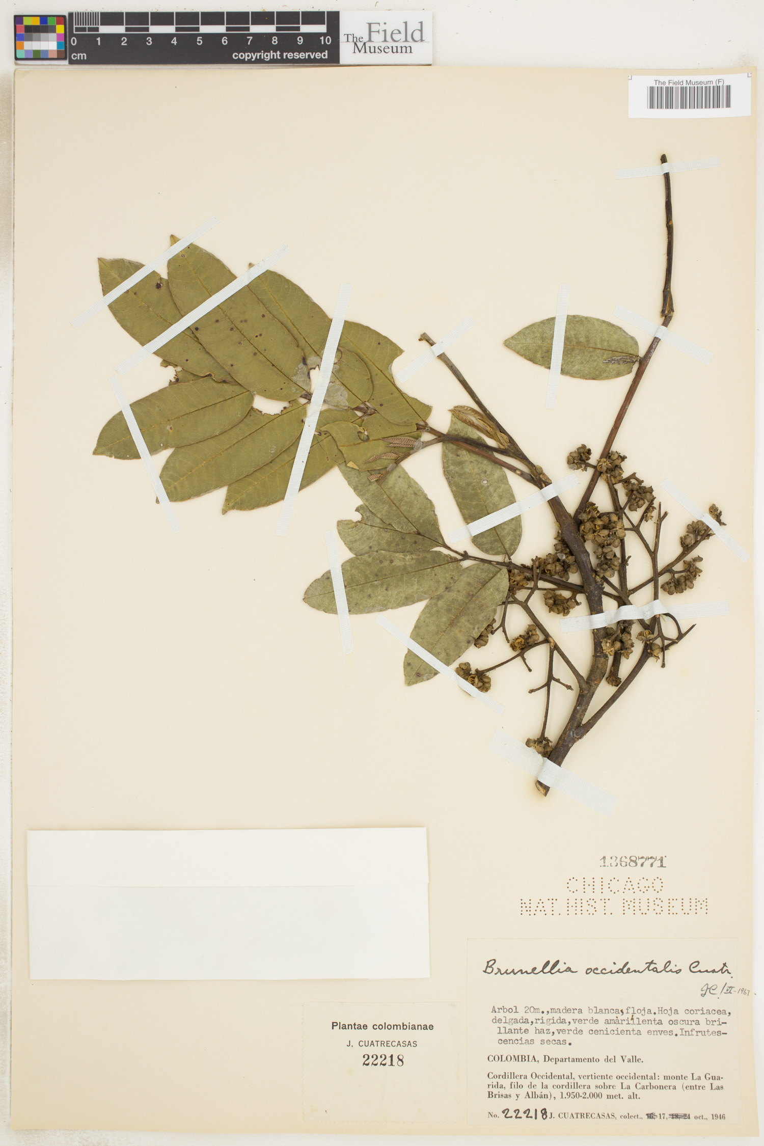 Brunellia occidentalis image