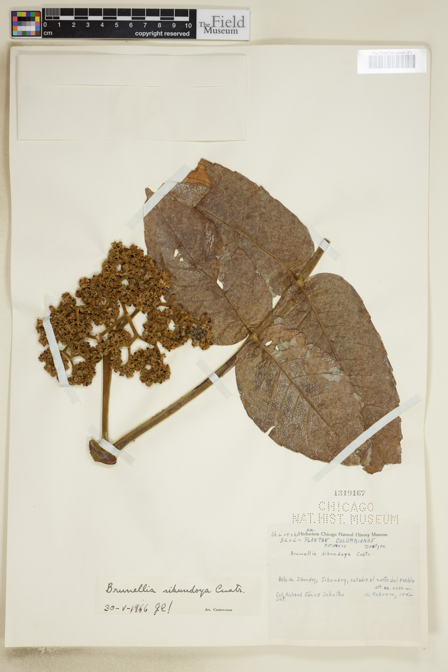 Brunellia sibundoya image