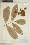 Brunellia integrifolia image