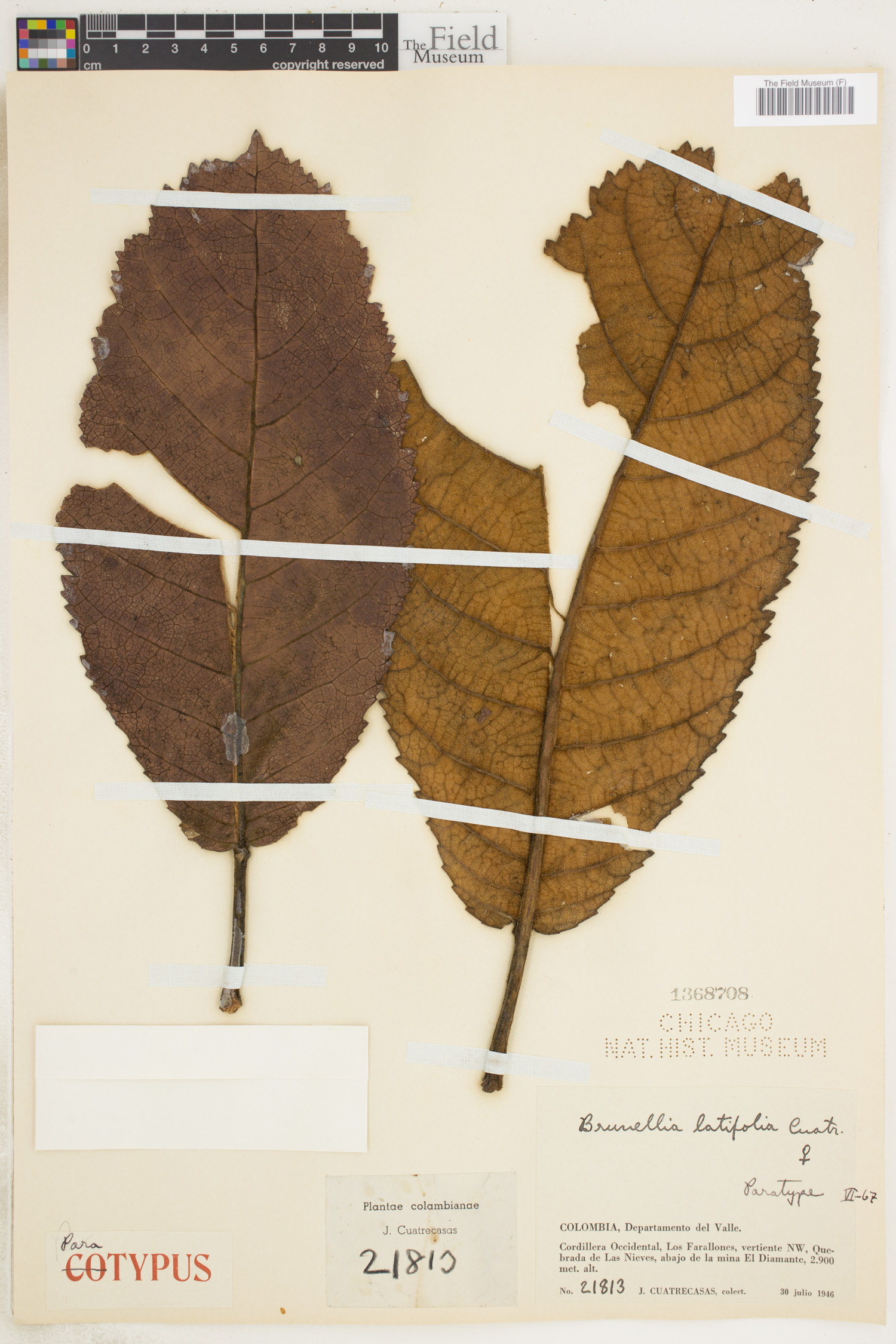 Brunellia latifolia image