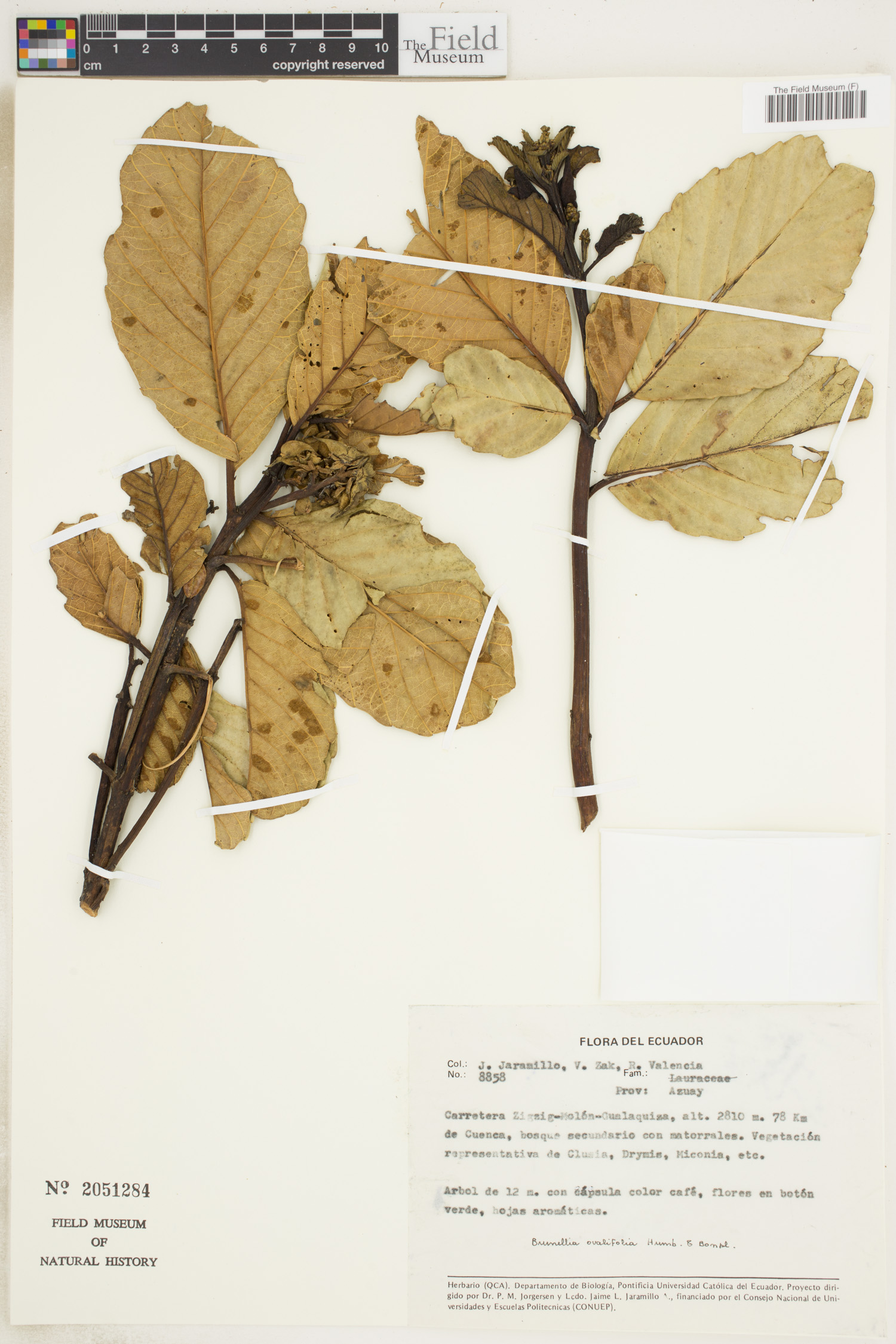Brunellia ovalifolia image