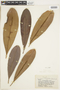 Manilkara longifolia image