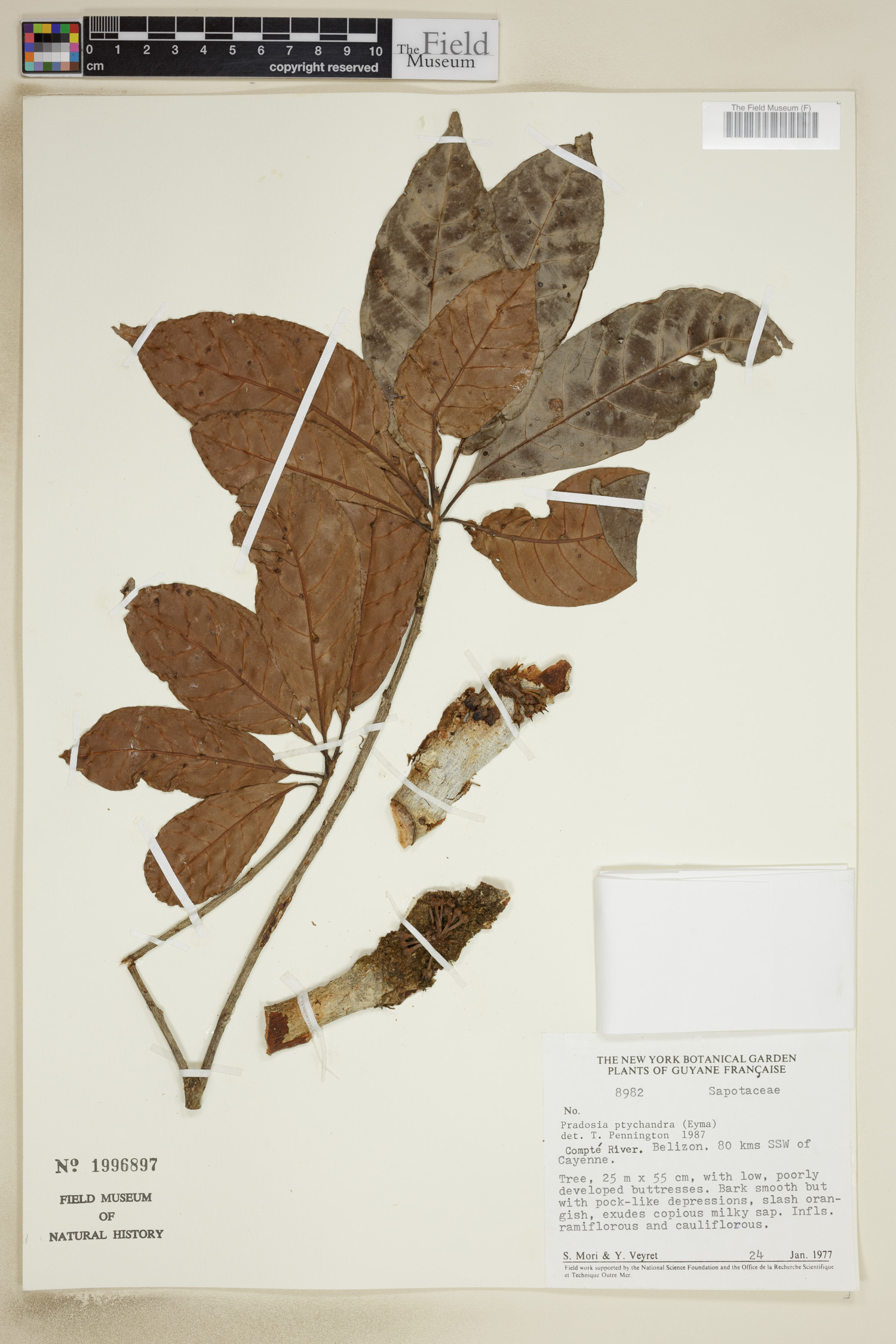 Pradosia ptychandra image