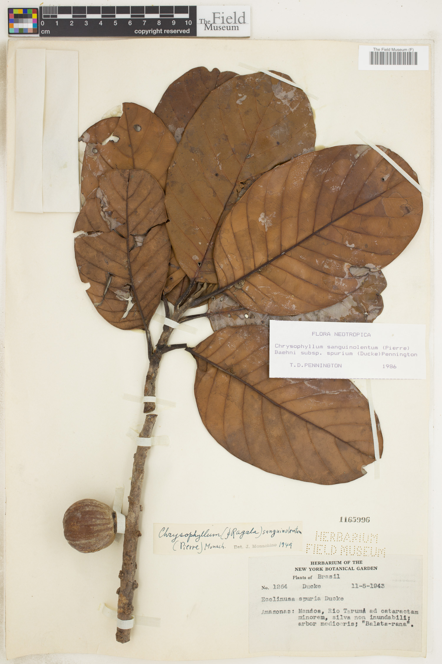 Chrysophyllum sanguinolentum image