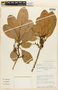 Pouteria ambelaniifolia image