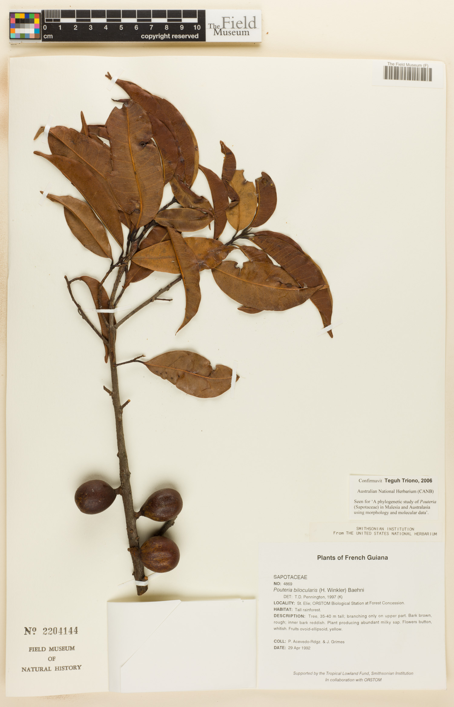 Pouteria bilocularis image