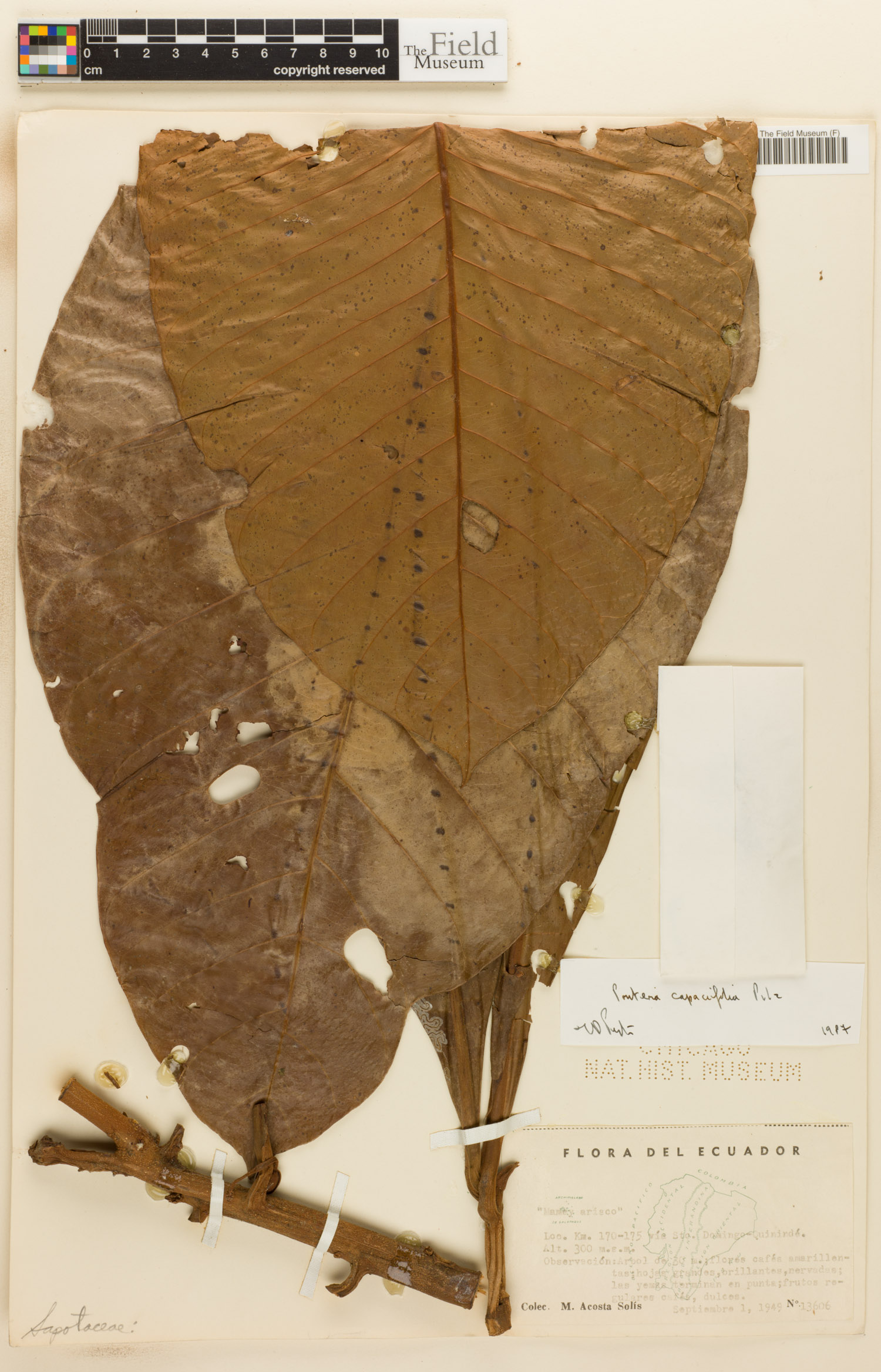 Pouteria capacifolia image