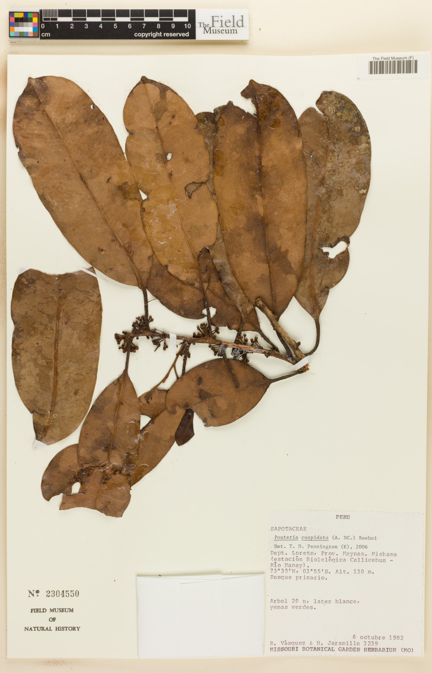 Pouteria cuspidata image