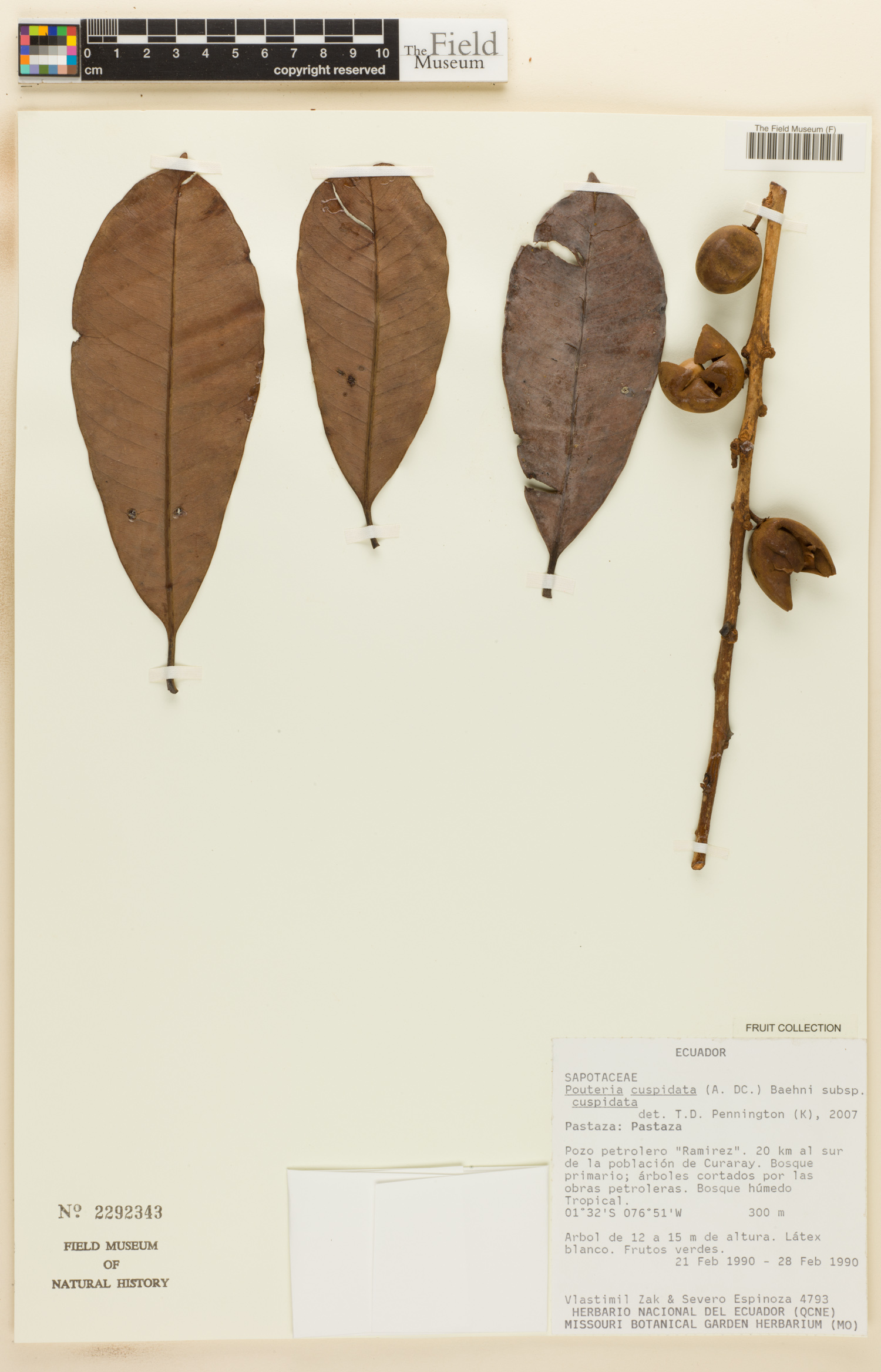 Pouteria cuspidata image